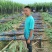 云南黑皮甘蔗1200亩基地直销，货源充足，质量保证，对接