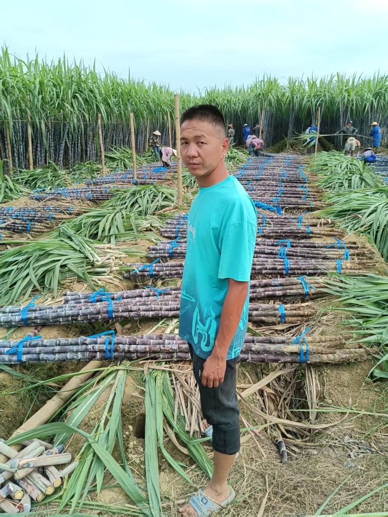 云南黑皮甘蔗1200亩基地直销，货源充足，质量保证，对接