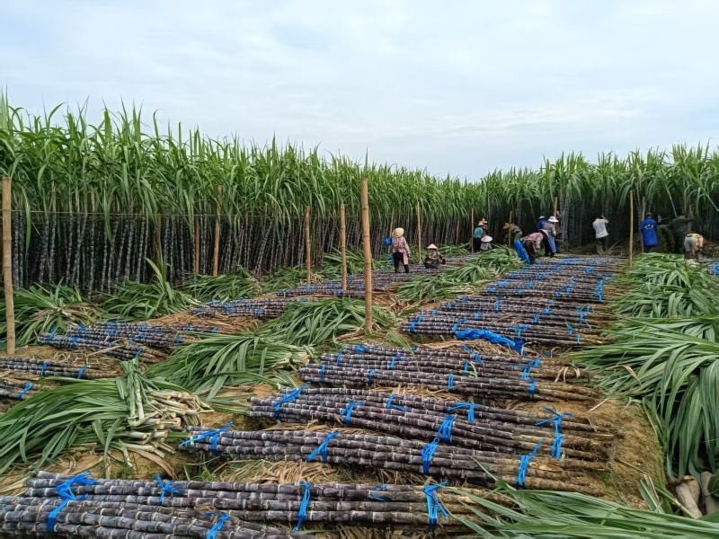 云南黑皮甘蔗1200亩基地直销，货源充足，质量保证，对接