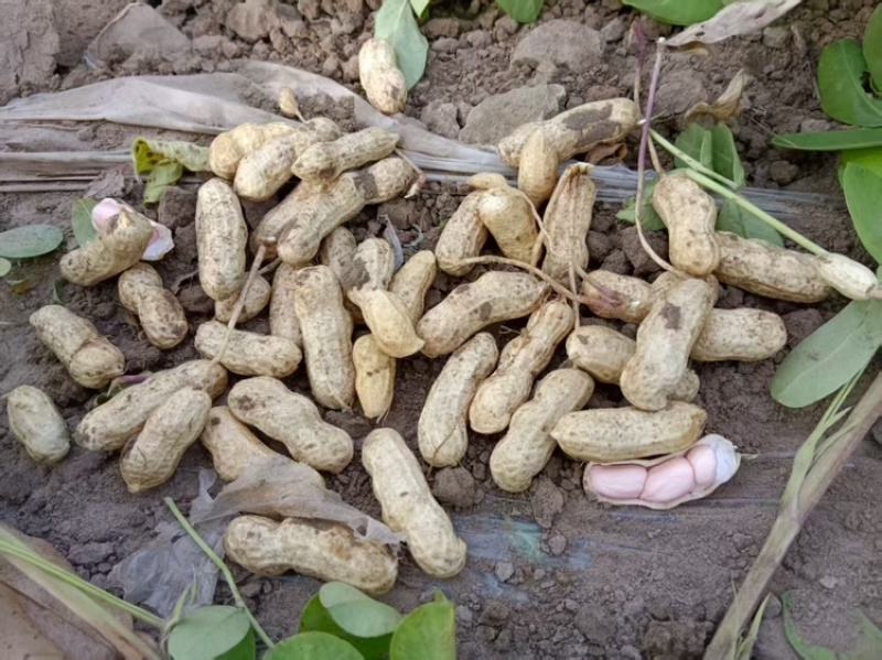 东北花生吉林花生四粒红花生品质保障价格实惠欢迎联系