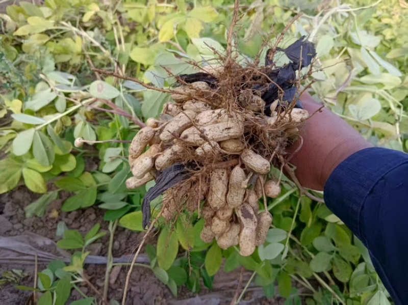 东北花生吉林花生四粒红花生品质保障价格实惠欢迎联系