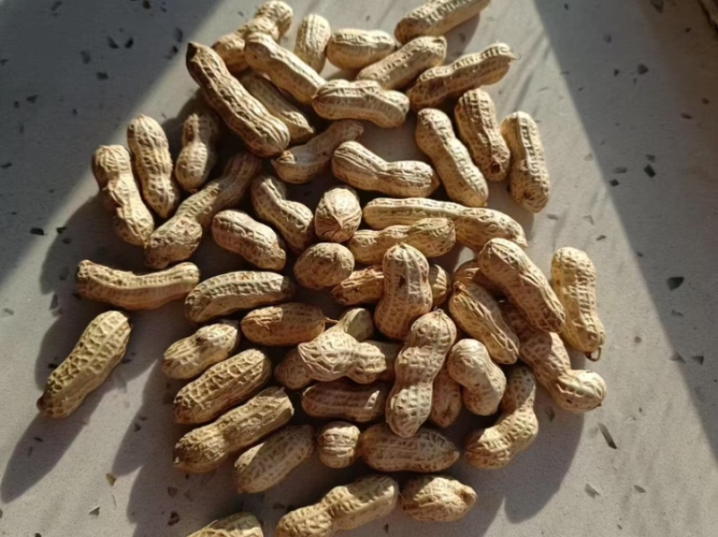 东北花生吉林花生四粒红花生品质保障价格实惠欢迎联系