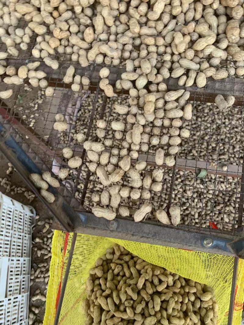 鲜花生四粒红小白沙，鲁花8号，全国直发。