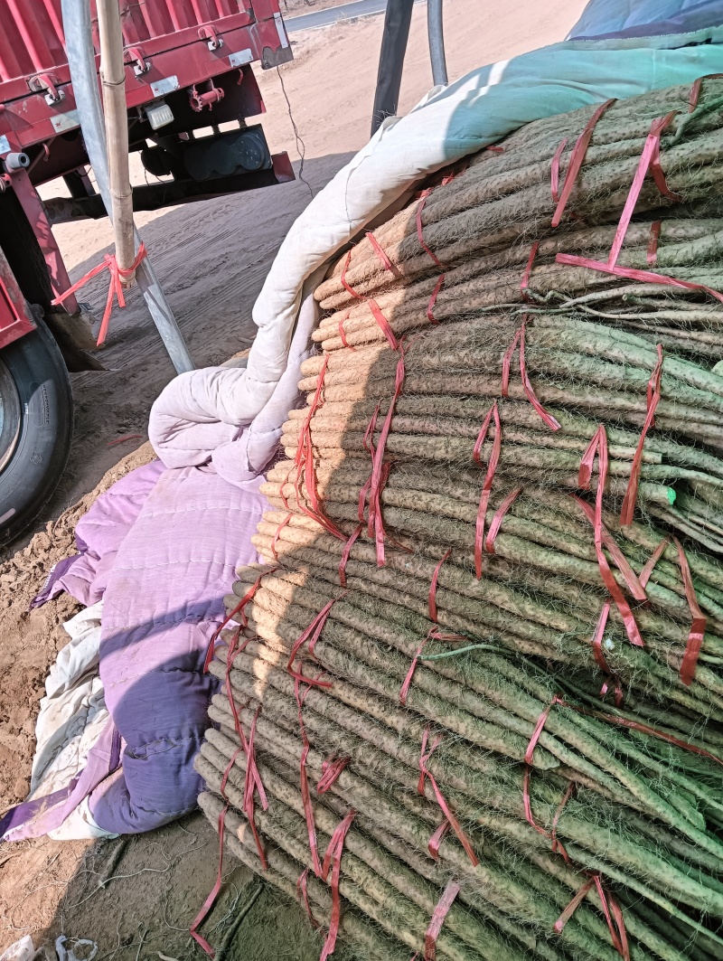 铁棍山药