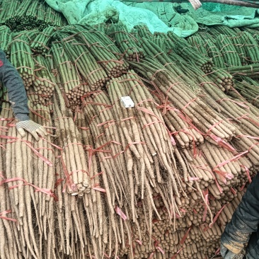 铁棍山药