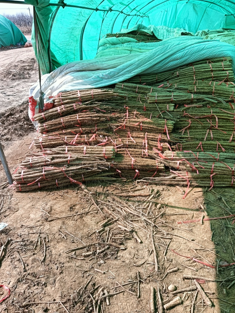 铁棍山药