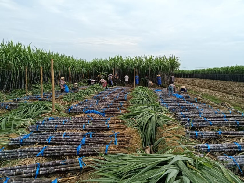 云南黑皮甘蔗1200亩基地直销，货源充足，质量保证，对接