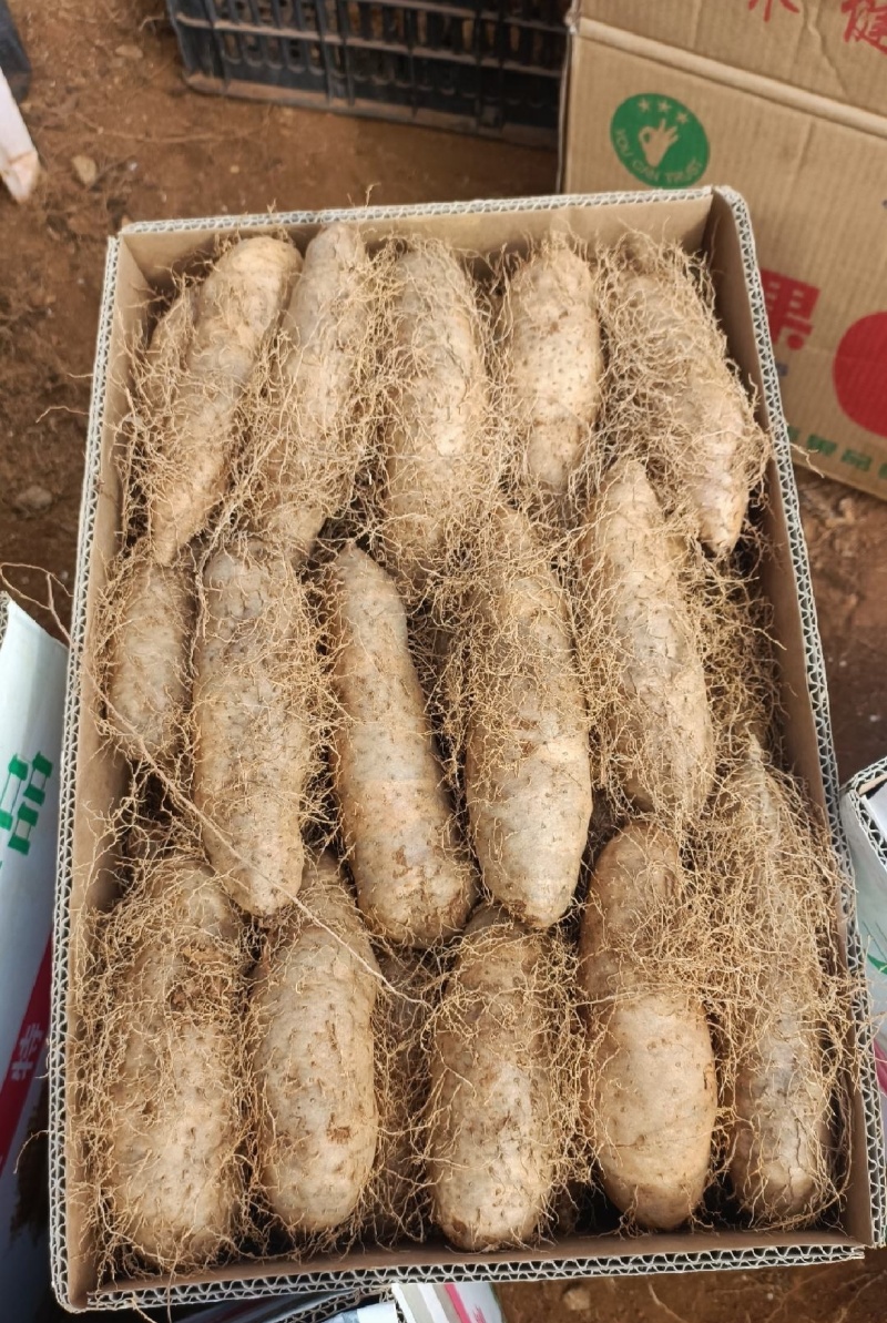 湛江精品毛薯！粉糯可口，大片基地一手货，全国发货。