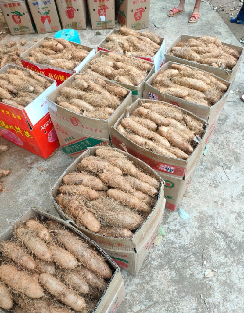 湛江精品毛薯！粉糯可口，大片基地一手货，全国发货。