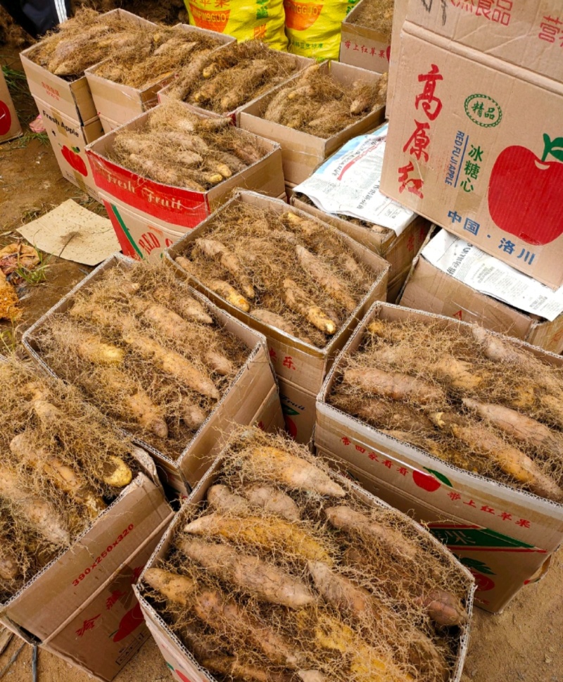 湛江精品毛薯！粉糯可口，大片基地一手货，全国发货。