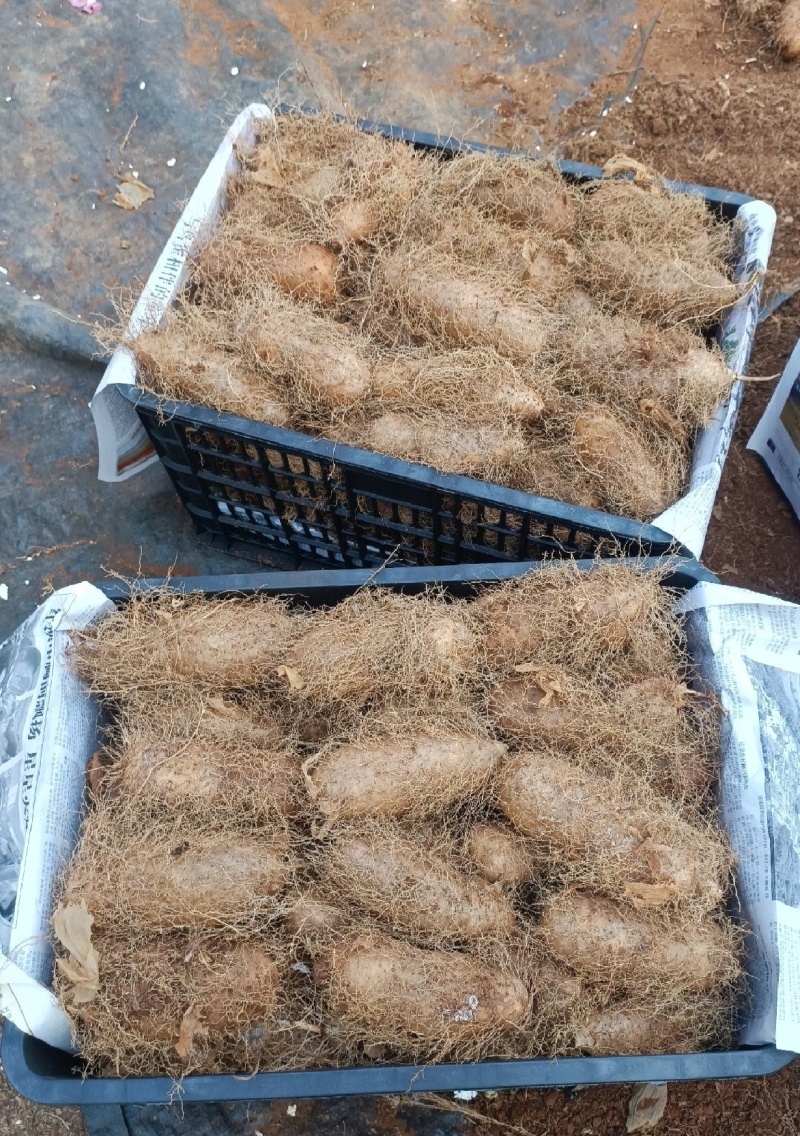 湛江精品毛薯！粉糯可口，大片基地一手货，全国发货。