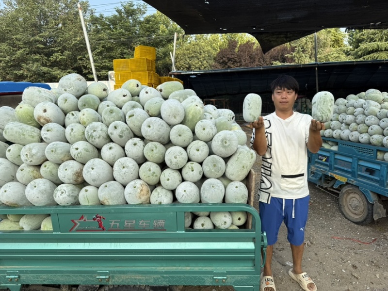 【推荐】迷你水果小冬瓜，一串玲冬瓜大量供应中，欢迎下单！