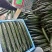 贵州密刺黄瓜青瓜油瓜大量供应当天采摘发货