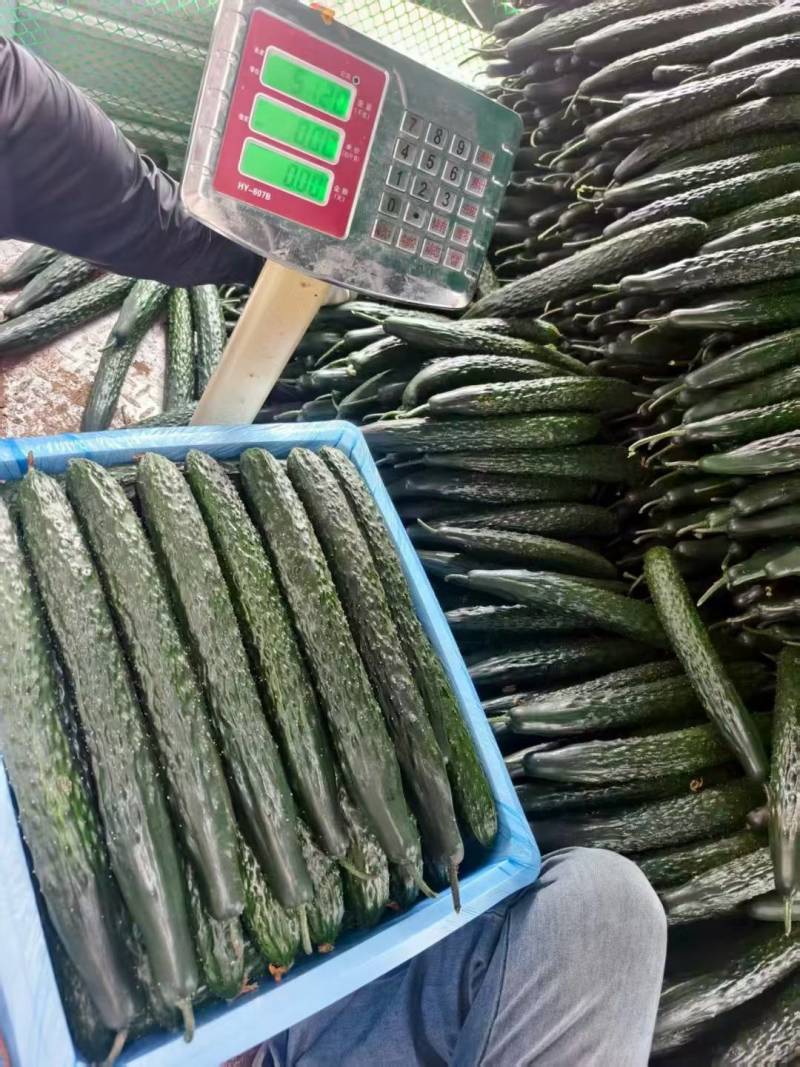 贵州密刺黄瓜青瓜油瓜大量供应当天采摘发货