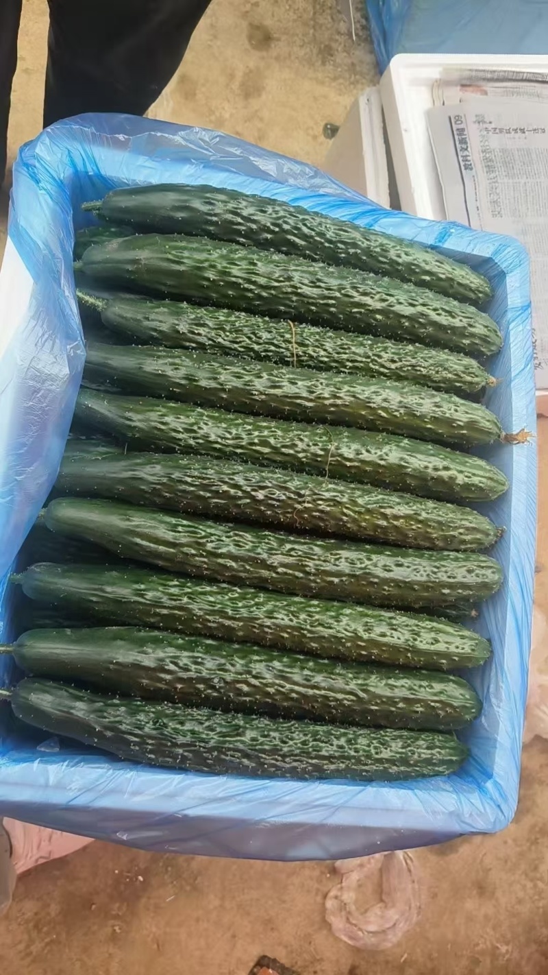 贵州密刺黄瓜青瓜油瓜大量供应当天采摘发货