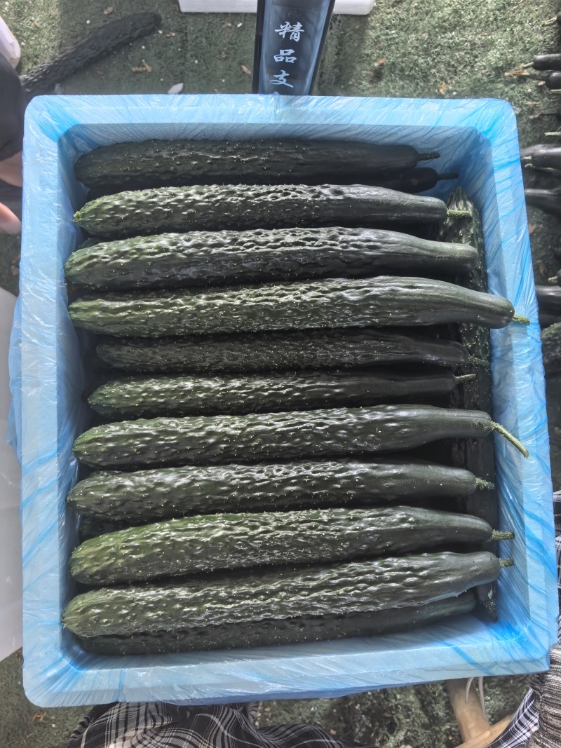 贵州密刺黄瓜青瓜油瓜大量供应当天采摘发货