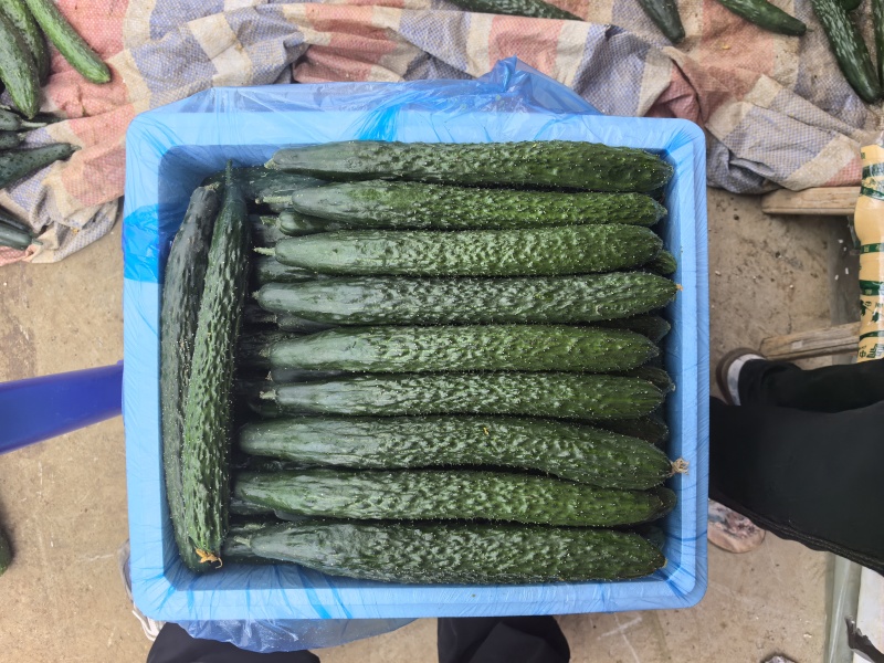 贵州密刺黄瓜青瓜油瓜大量供应当天采摘发货