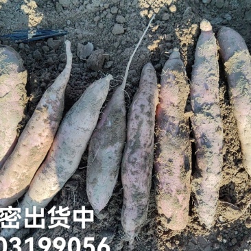白哈密