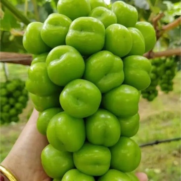 陕西渭南阳光玫瑰货源充足/精品阳光玫瑰葡萄量大优惠