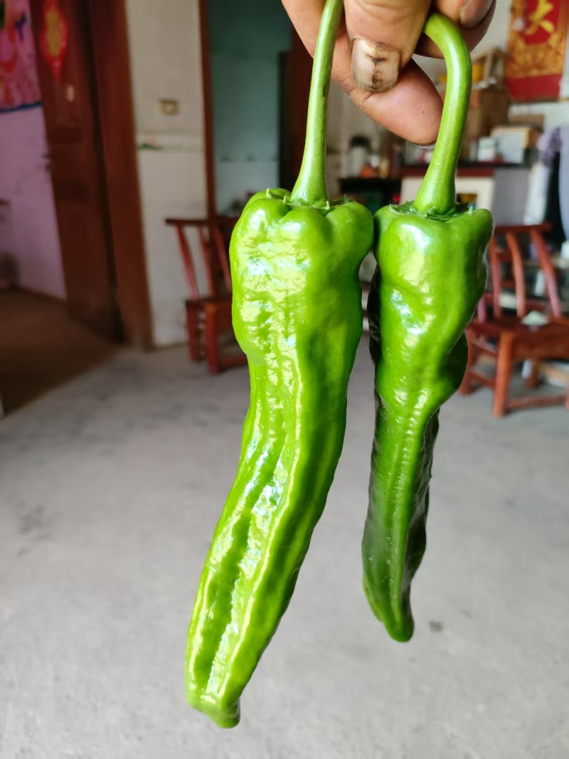 精品薄皮椒大量供应中