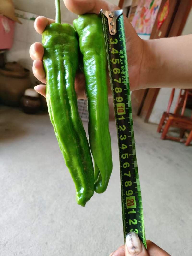 精品薄皮椒大量供应中
