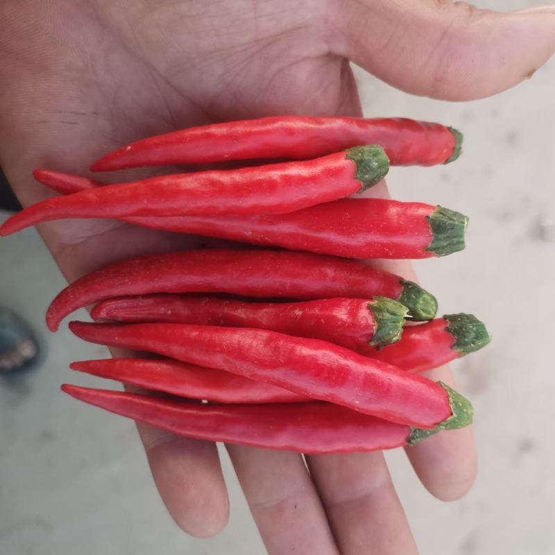 精品高辣816现摘（带把不带把）鲜辣椒大量上市了