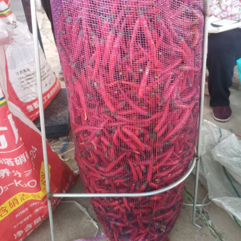 精品高辣816现摘（带把不带把）鲜辣椒大量上市了