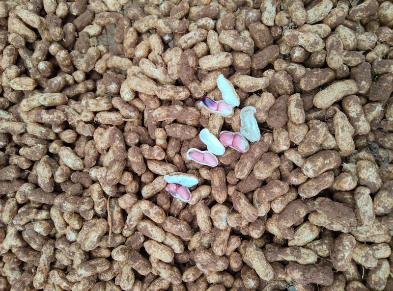 云南文山红皮鲜花生；香甜可口，产地直供