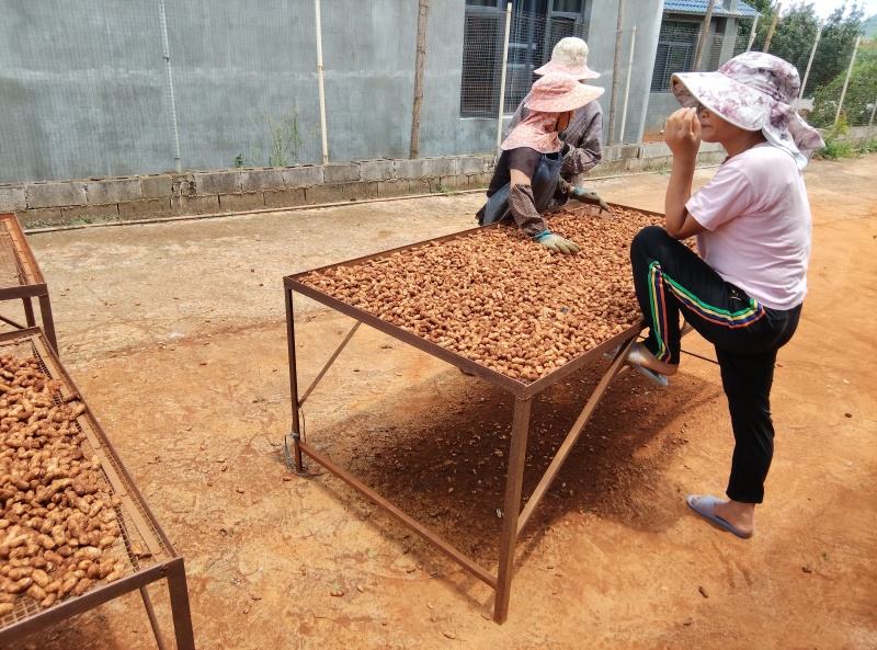 云南文山红皮鲜花生；香甜可口，产地直供