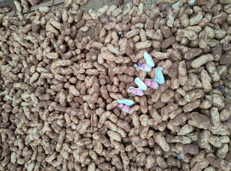 云南文山红皮鲜花生；香甜可口，产地直供