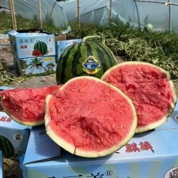 宁夏美都西瓜大量接单产地直发量大从优欢迎来电