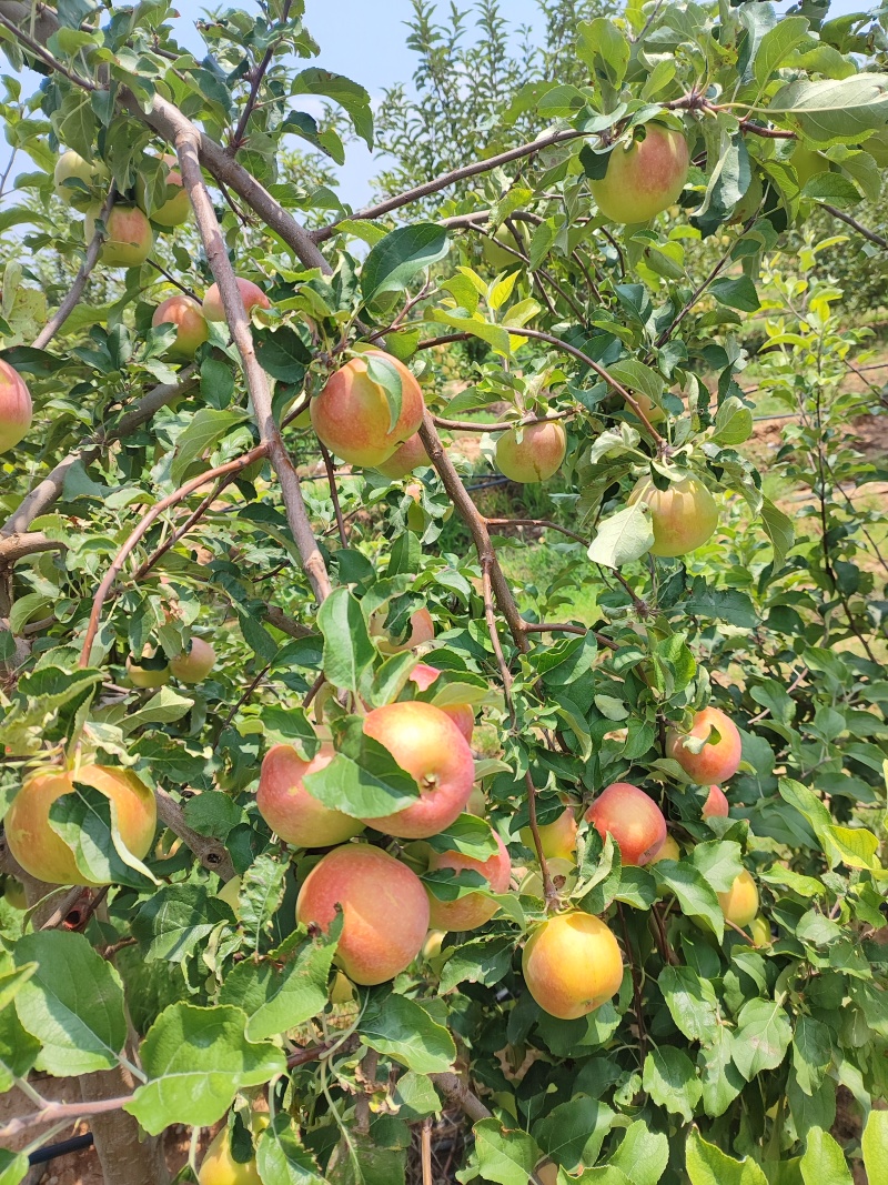 华硕青红不分