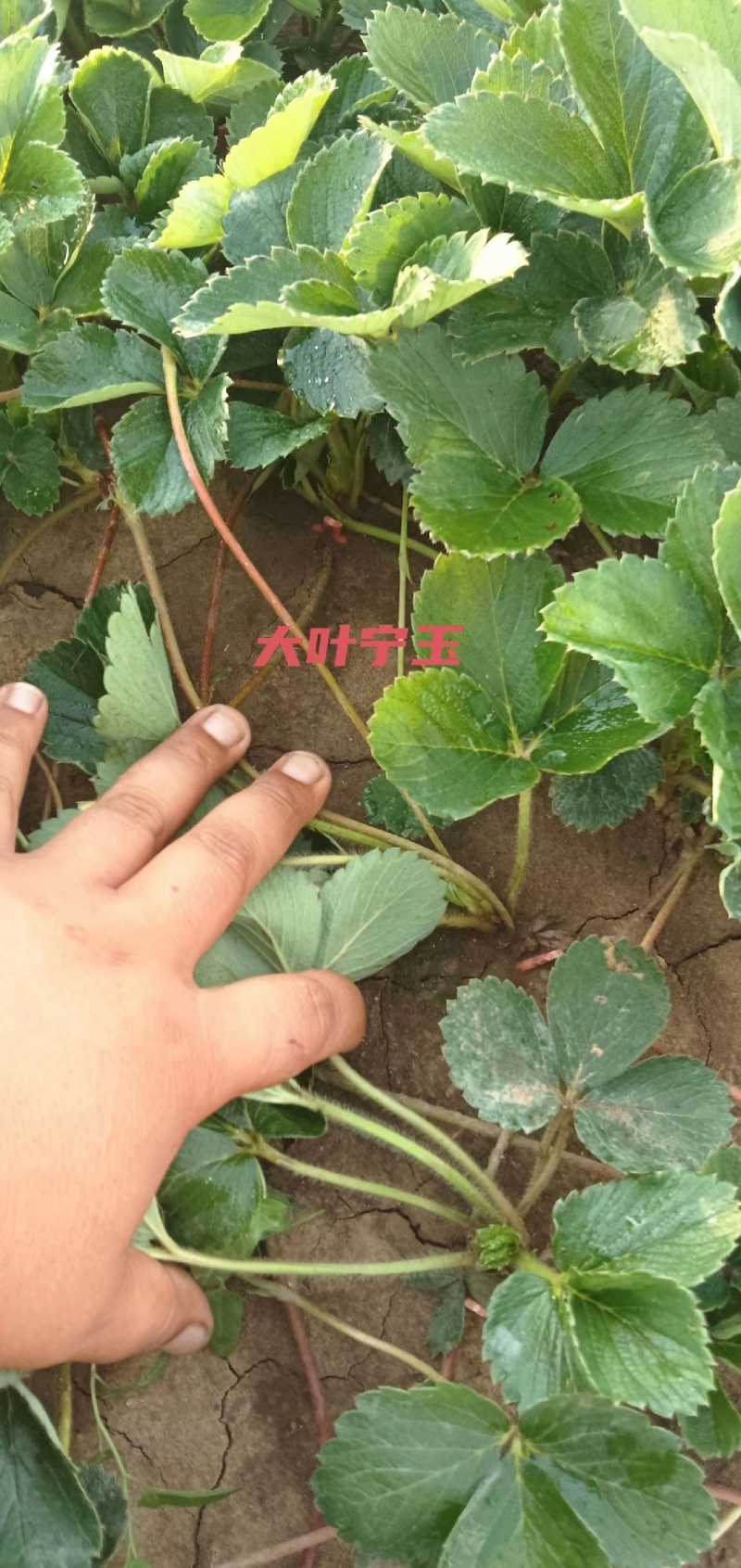 基地直售草莓裸根苗穴盘苗，红颜香野盐莓一号宁玉天仙醉甜宝