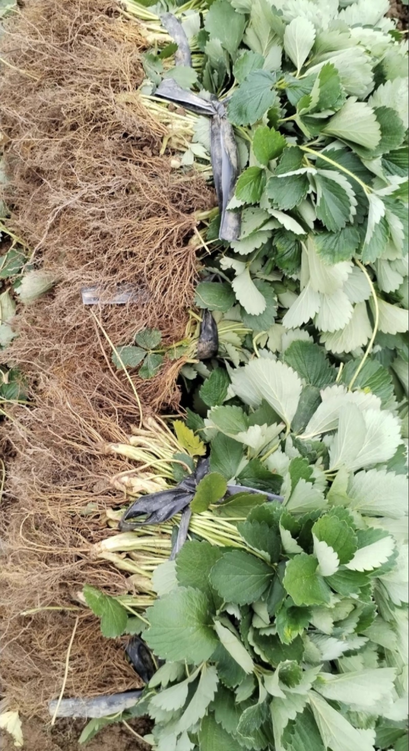 基地直售草莓裸根苗穴盘苗，红颜香野盐莓一号宁玉天仙醉甜宝