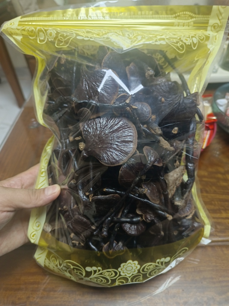 野生竹灵芝