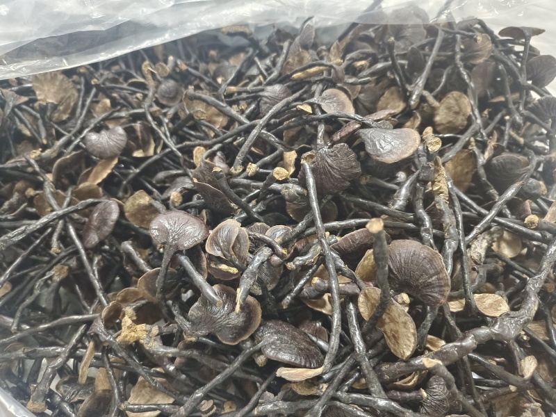 野生竹灵芝