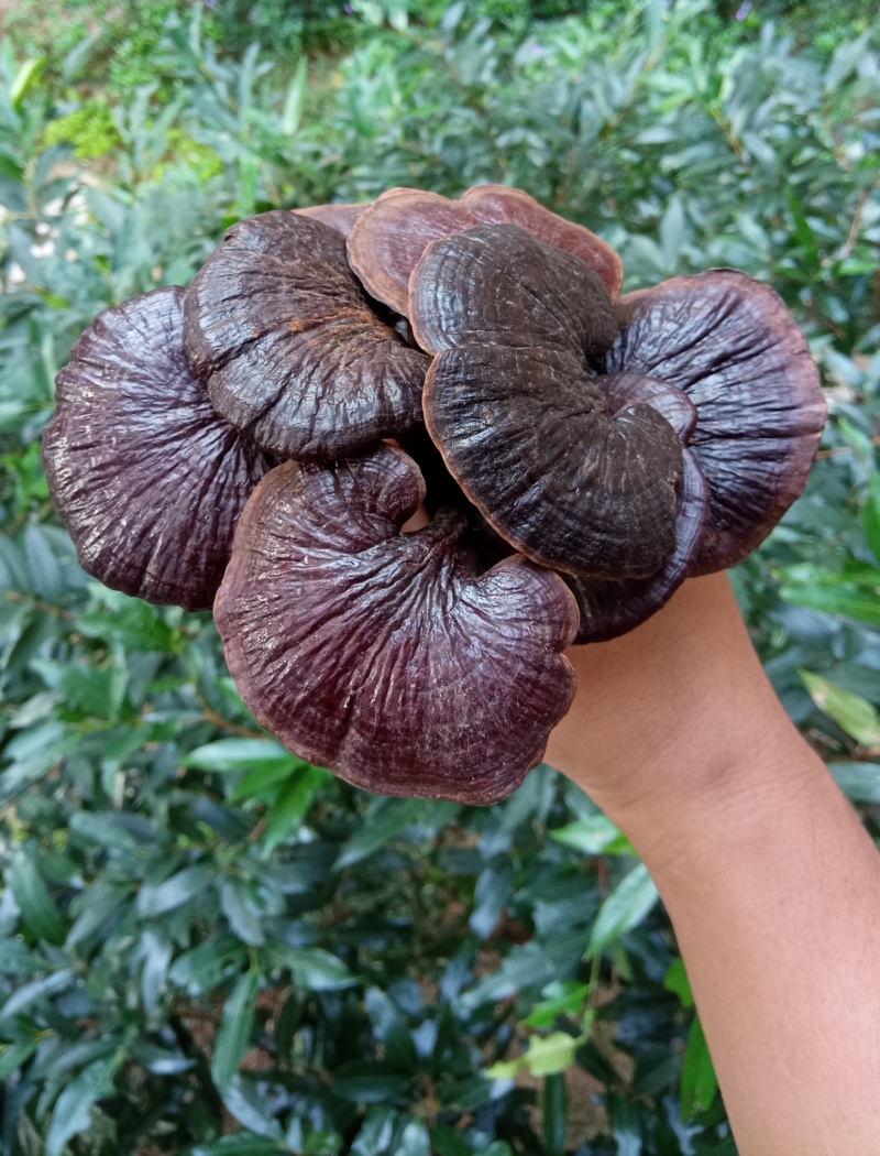野生竹灵芝