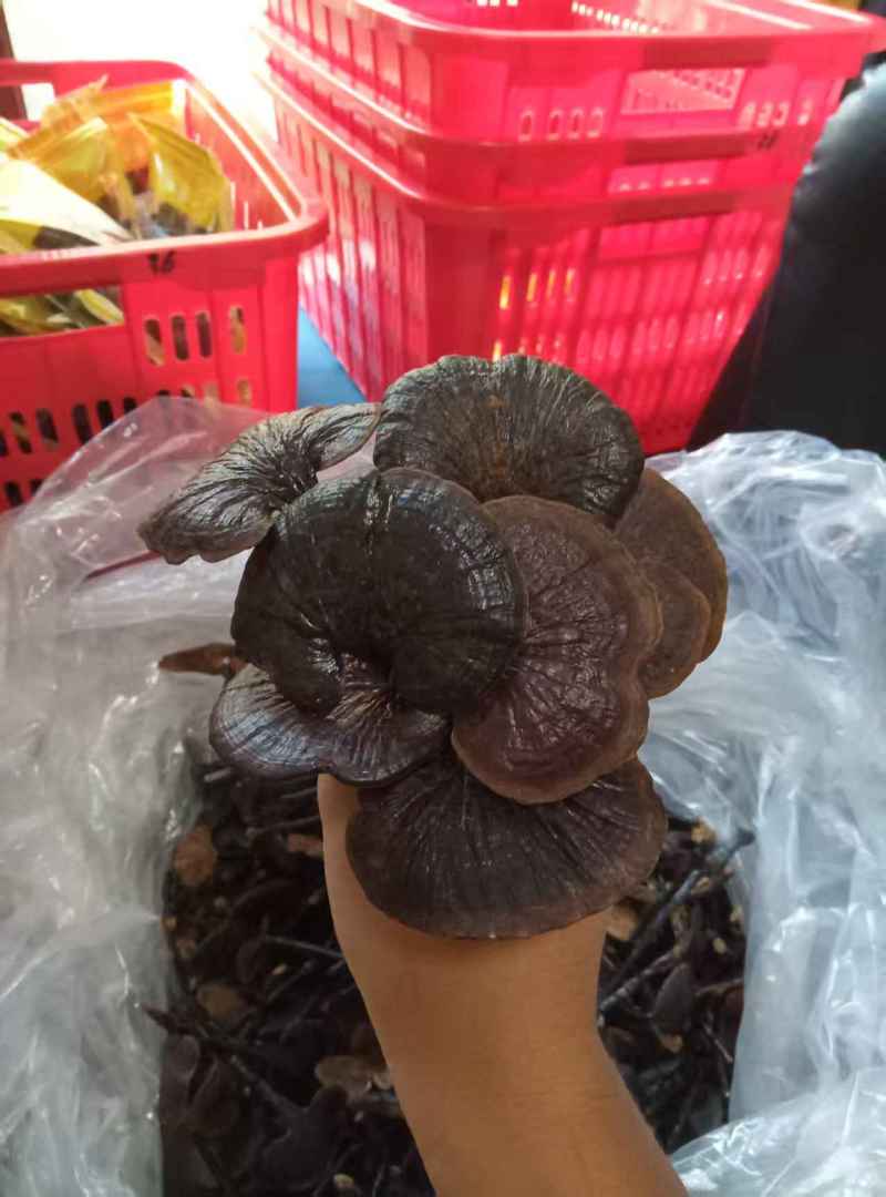 野生竹灵芝