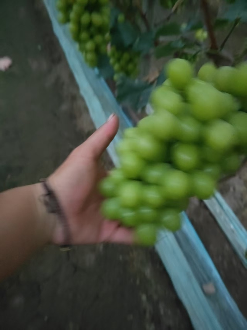 河北衡阳光玫瑰葡萄大量有货欢迎老板来电咨询量大从优