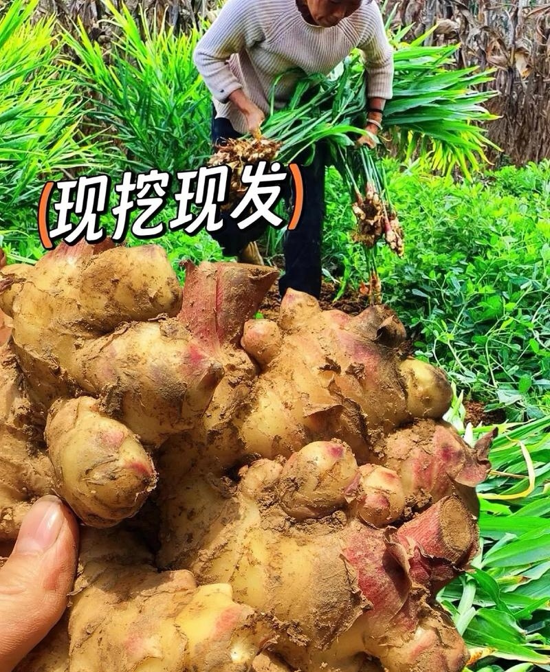 《小黄姜》原产地常年批发/现货供应/可代收代发代存