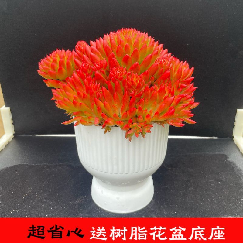 风火轮多肉云南瓦松盆栽带全新花盆新到家无需换盆新手好养活