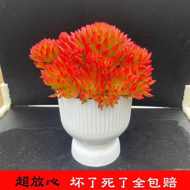 风火轮多肉云南瓦松盆栽带全新花盆新到家无需换盆新手好养活