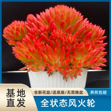 风火轮多肉云南瓦松盆栽带全新花盆新到家无需换盆新手好养活