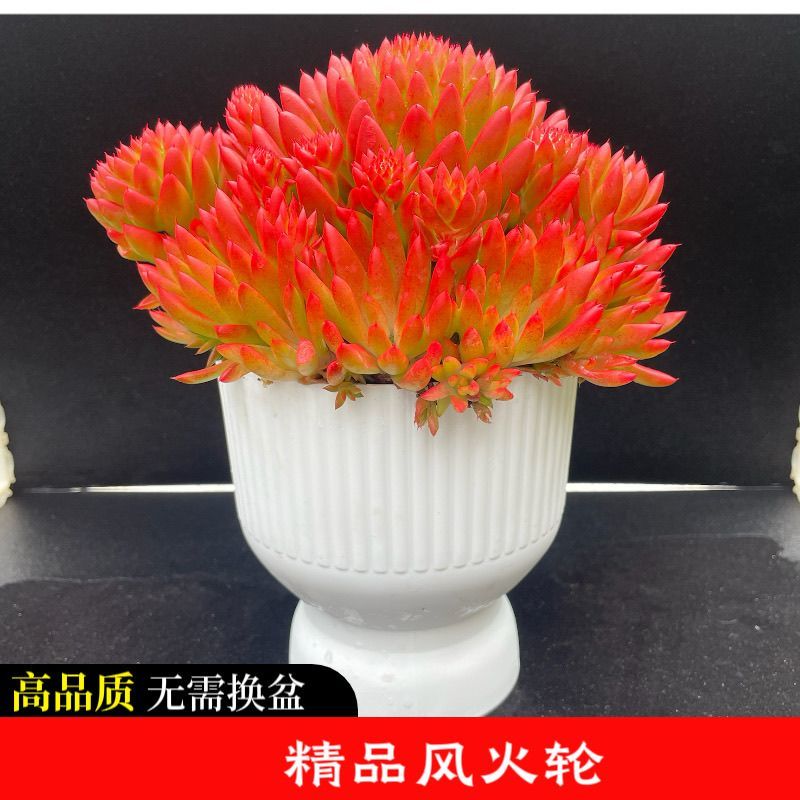 风火轮多肉云南瓦松盆栽带全新花盆新到家无需换盆新手好养活