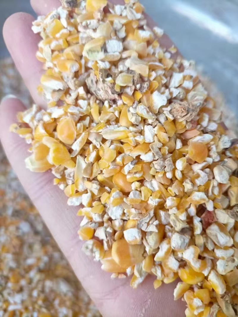 养殖碎玉米适用于鸡鸭鹅牛羊养殖