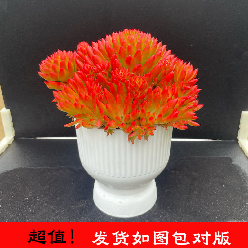 风火轮多肉云南瓦松盆栽带全新花盆新到家无需换盆新手好养活
