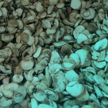 【湖北贝母统片】近期急销量大从优货量充足
