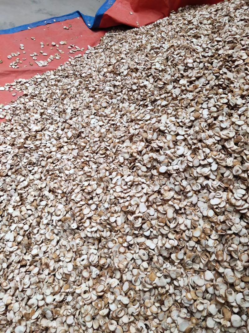 【湖北贝母统片】近期急销量大从优货量充足