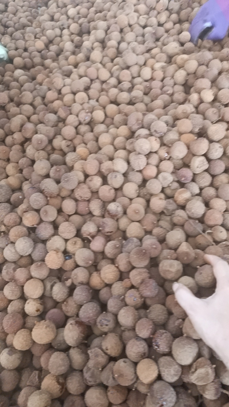 干荔枝黑叶荔枝