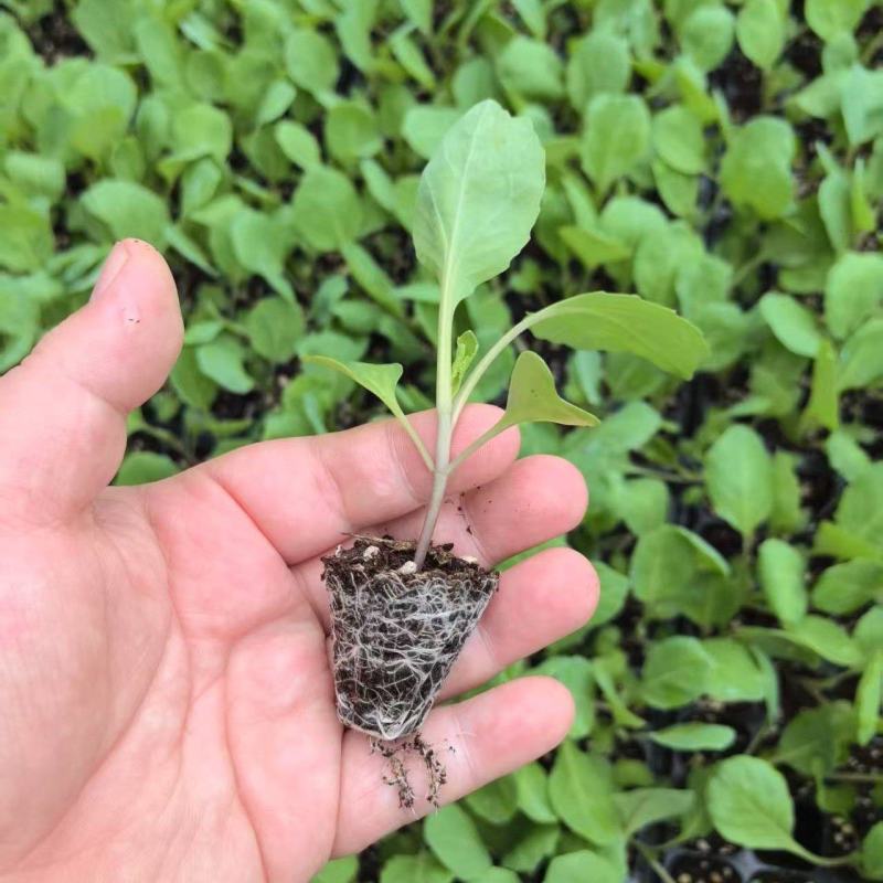 甘蓝苗，包菜苗，卷心菜苗，宽心菜苗，绿包菜苗，苗场直发